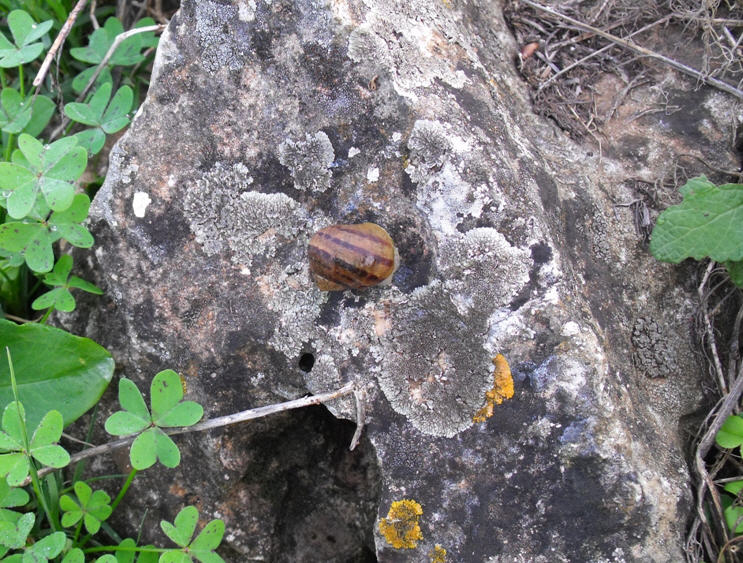 Gasteropode terrestre da identificare